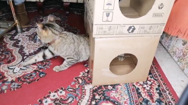 Кот и воробей рассказывают о своей совместной жизни смотреть онлайн