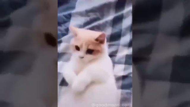 #meme #memes смотреть онлайн