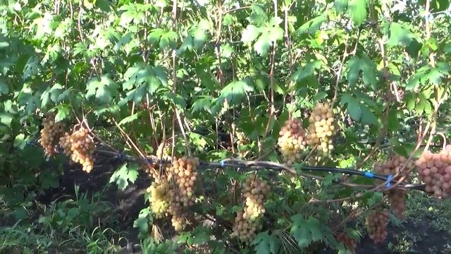 Виноград Румба и Могучий www.vinograd-kriulya.com смотреть онлайн