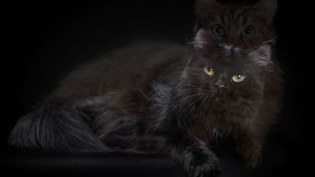Cats of cattery Siberian Grace😻/кошки питомника Сибирская Грация 😻 смотреть онлайн