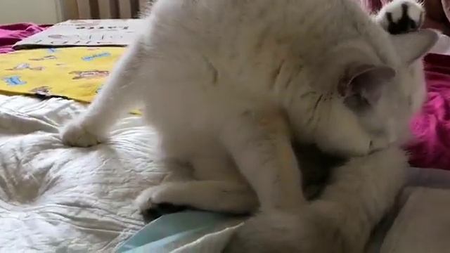 Кошка рожает смотреть онлайн