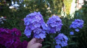 Флоксы на моем участке. Обзор сортов. Часть 2