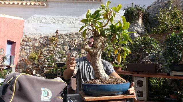 Trabajos en Bonsai de Solandra Maxima смотреть онлайн