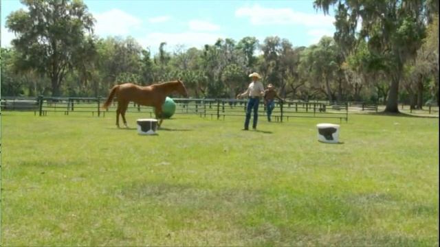 Parelli Four Savvys - Teach Your Horse the Figure 8 Pattern On Line смотреть онлайн