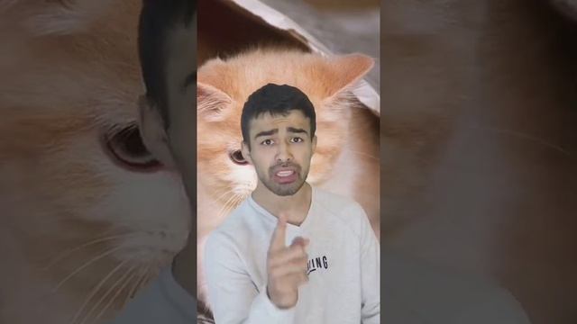 почему собаки ненавидят кошек. оригинал в описании смотреть онлайн