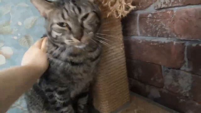 Где достать семена денежного дерева?! 🍀🍀🍀 смотреть онлайн