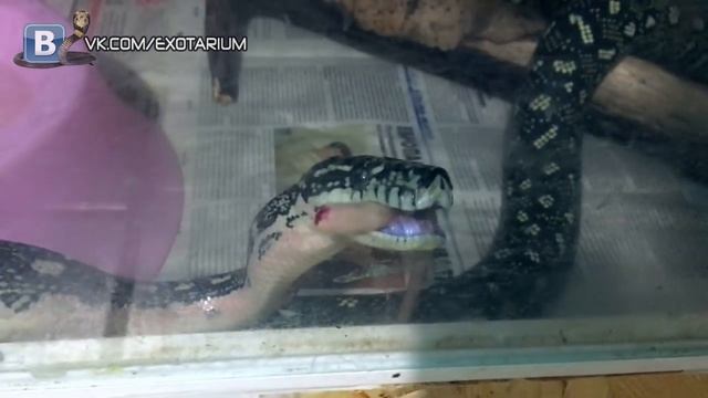 Питон оставил себе хвост от размороженного кормового объекта смотреть онлайн