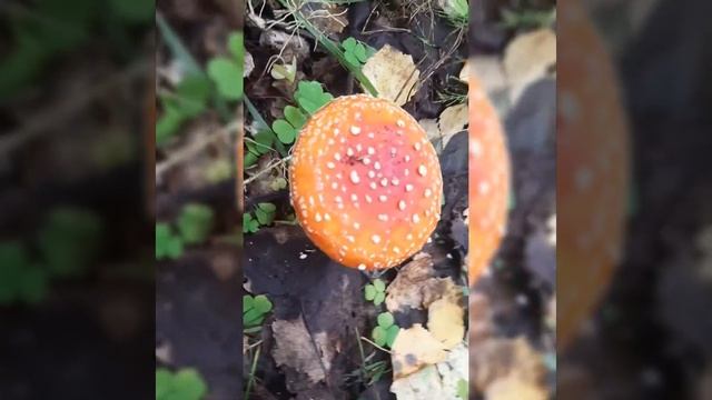 Грибы. Ханты-Мансийский лес смотреть онлайн