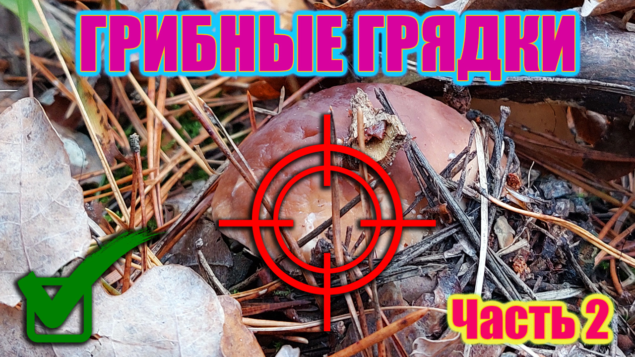 ГРИБНОЙ ШКВАЛ | ЛЕГЕНДАРНЫЕ БОРОВИКИ (МО) смотреть онлайн