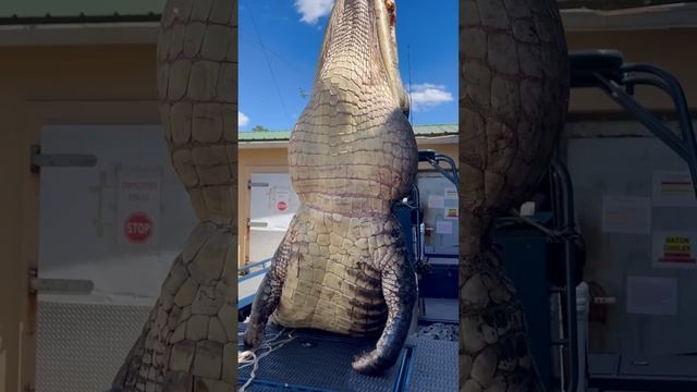 GIANT Gator! #florida #gatorhunting #viral #viralshort #viralvideo #viralshorts #fyp #fypシ смотреть онлайн