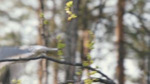 "У моей России" детский клип