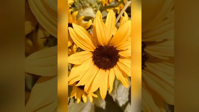 Good morning beautiful sunflower🌻🌻🌻🌄🌄🌄 смотреть онлайн
