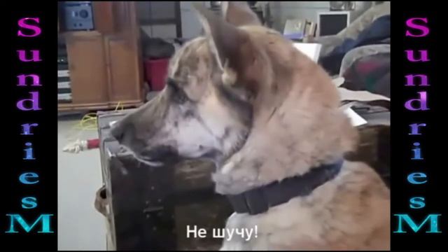 "SundriesM" диалог с собакой смотреть онлайн