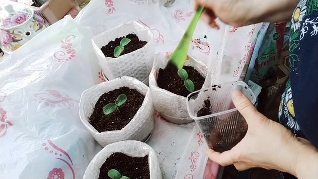 #22переезднаюг#кубань ПОГОДА НЕ РАДУЕТ/РАССАДА ПОДРАСТАЕТ смотреть онлайн