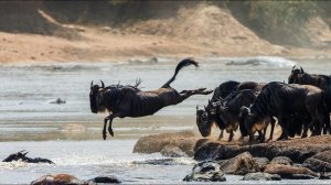 Самые длинные миграции животных! Удивительные перемещения животных, поражающие своим масштабом!