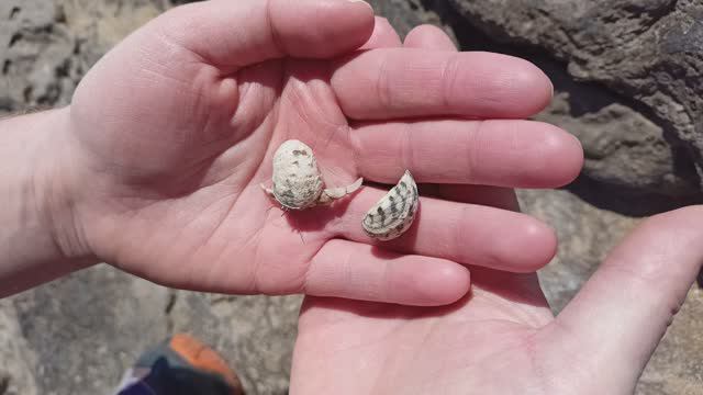 Раки-отшельники | Hermit Crabs