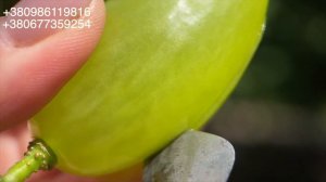 🍇 РАМЗЕС  РАННІЙ ВИНОГРАД