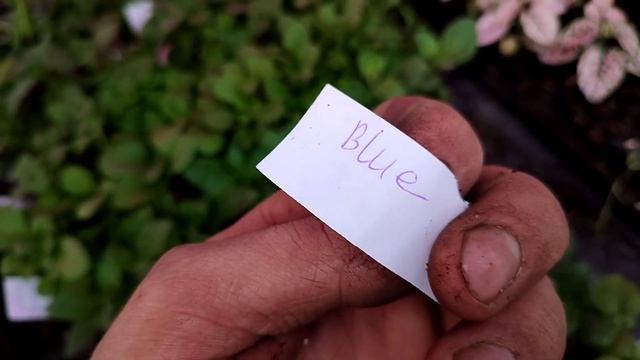 Качество Еврочеренка в Беларуси. смотреть онлайн