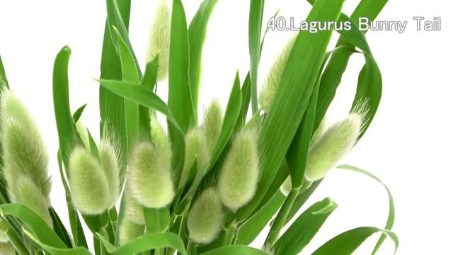 【Introduction Video】Flowers that are shipped until March②【Japanese Flowers】 смотреть онлайн