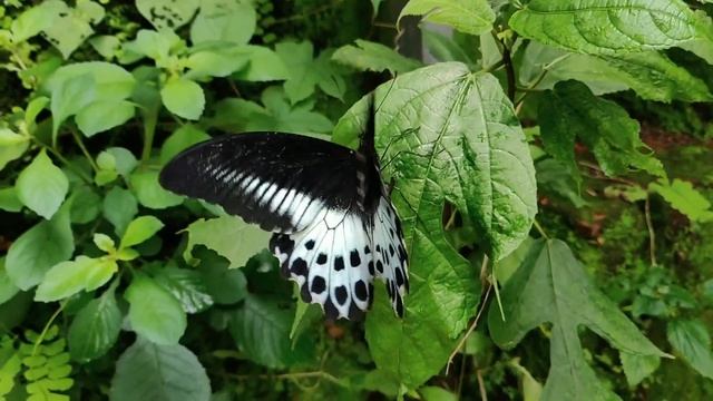 Красивая успокаивающая мелодия для души Бабочка (2021 год) 18+ смотреть онлайн