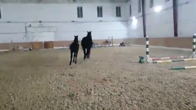 ОЛИМПИЙСКИЙ РОДОМИР РОССИИ. ...4 месяца...Продажа. смотреть онлайн