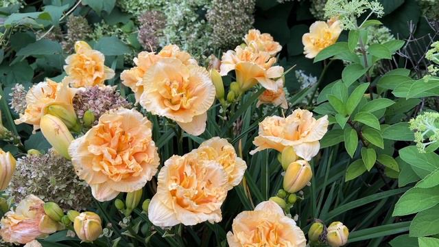 Siloam Peony Display Daylily смотреть онлайн