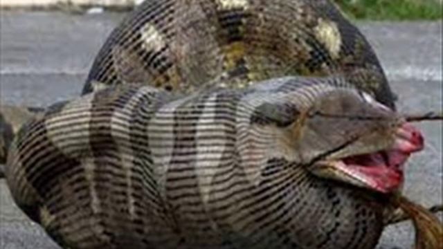 анаконда охотятся на крупного рогатого скота смотреть онлайн