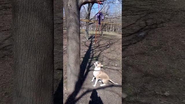 Мощь Американского Стаффа | Амстафф - мощь #2 смотреть онлайн