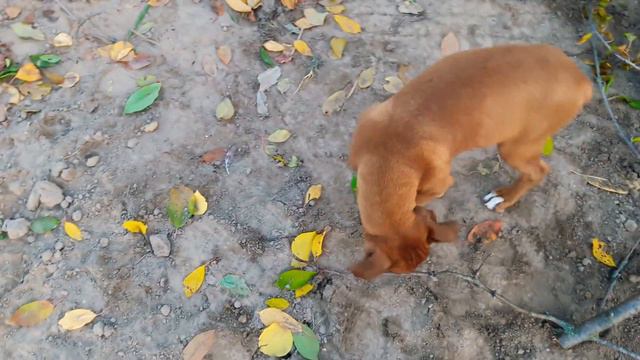 Boxer Puppy and Fire. Щенок боксера впервые видит огонь. смотреть онлайн