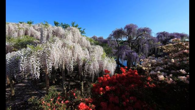 Поздравление с 8 марта смотреть онлайн