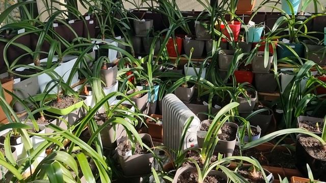 28 декабря, про горшки, полив и удобрения смотреть онлайн