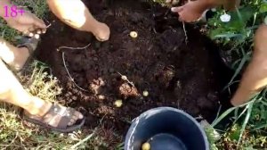 140 клубней с одного клубня картофеля через 2 месяца. Эм эко, однако.