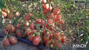 Обзор томата "Чио Чио Сан"