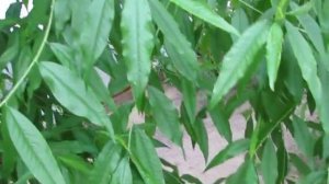 Персик в теплице