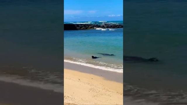 Морской Котик с детёнышем Гавайи смотреть онлайн
