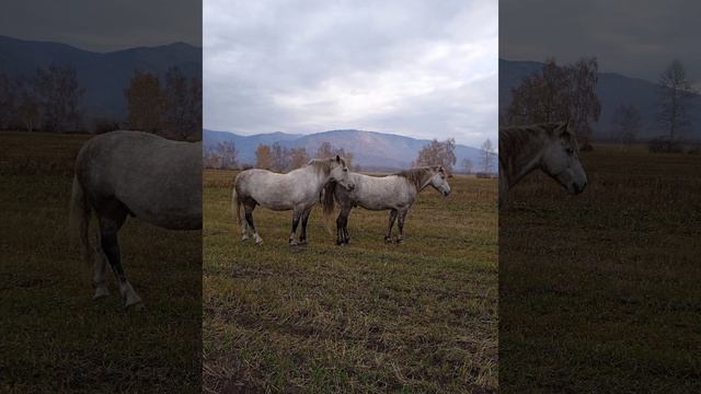 медитация "Манипура" смотреть онлайн