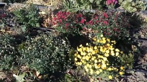 Ампельная хризантема, преимущества и недостатки, как вырастить большие кусты.