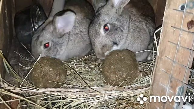 ТРЮФЕЛЬ ДЛЯ КРОЛИКОВ❗МЕШАНКУ ДЛЯ КРОЛИКОВ ДЕЛАЮ ТОЛЬКО ТАК❗ #shorts смотреть онлайн