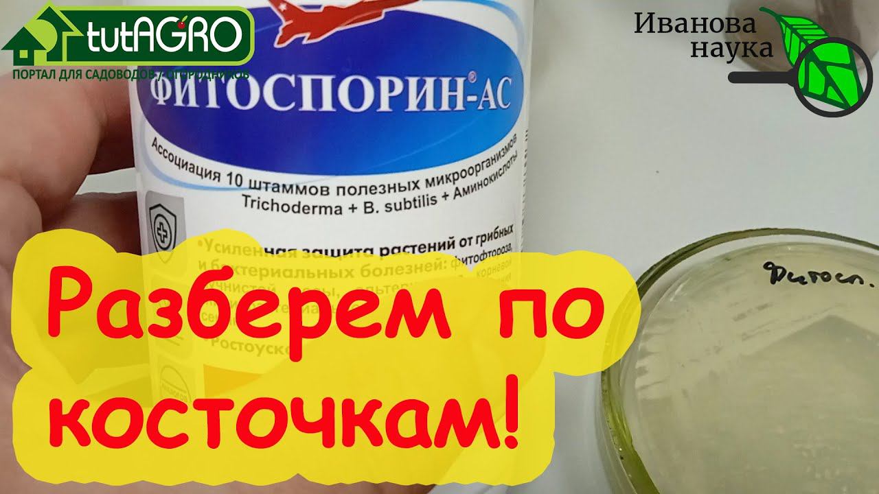 НАУЧНАЯ ПЯТНИЦА. Фитоспорин-АС. Ждать ли чуда? Разбираем препарат на составные части. Пахнет ацццки! смотреть онлайн