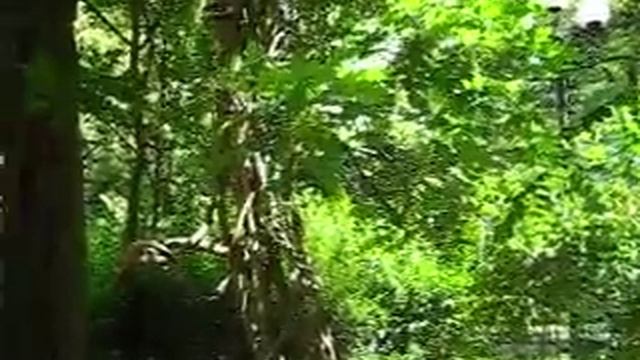 Боржомское ущелье. Птица поет смотреть онлайн