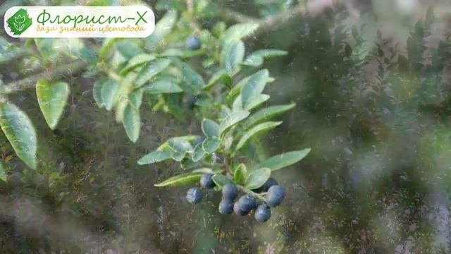 ? Кустарник бирючина – посадка и уход, обрезка и размножение бирючины; виды и сорта бирючины