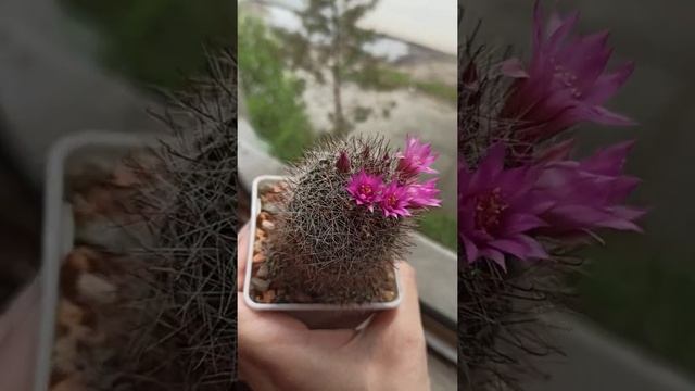 Второе цветение Mammillaria zeilmanniana смотреть онлайн