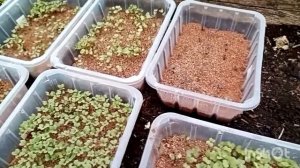 Пикируем капусту из вермикулита