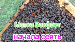 Матки Бакфаст, облетелись или нет в непогоду? Пчеловодство!