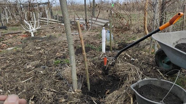 Посадка хурми.Нікітська Бордова та Сосновська.Важливі моменти. смотреть онлайн