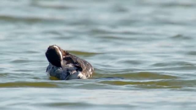 Поганка красношейная (Podiceps auritus) - Horned Grebe | Film Studio Aves смотреть онлайн