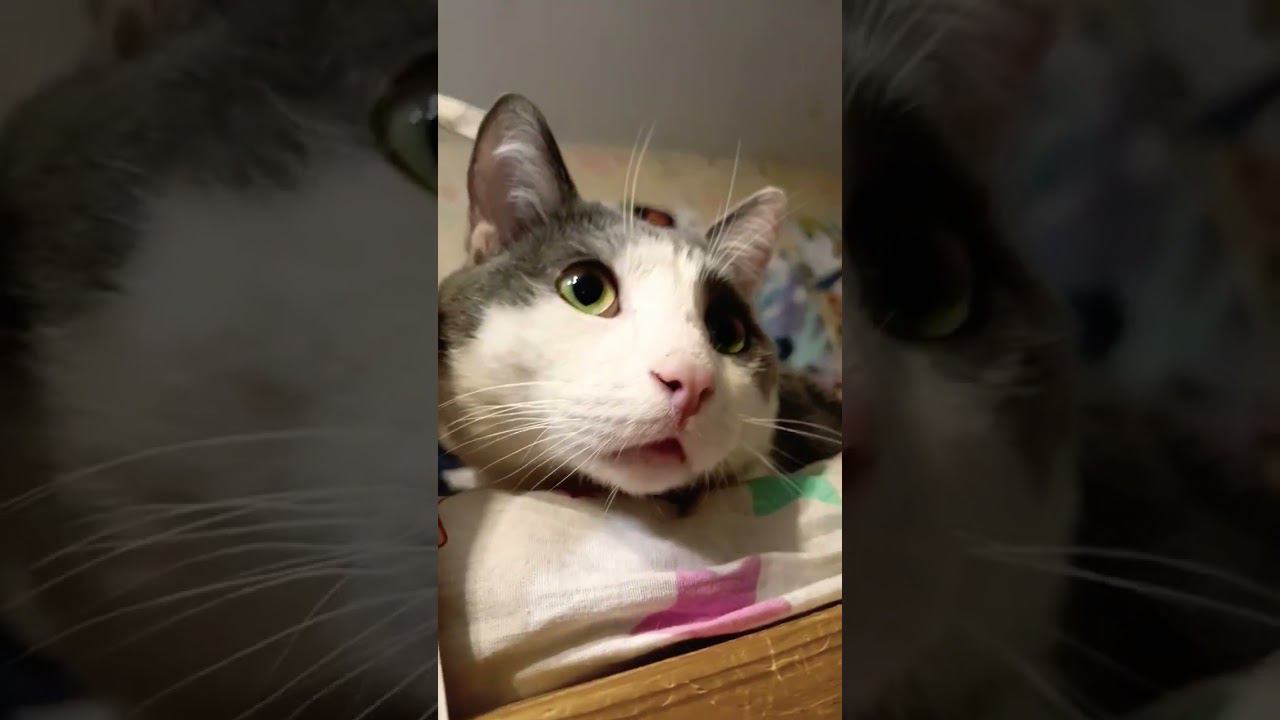 Планы на 1 января. #мурзик #кот #питомец #лайк #котики #приколы #новыйгод #ёлка #санки #планы смотреть онлайн