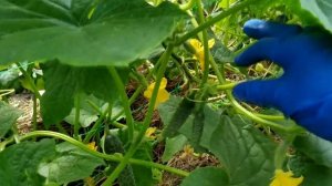 Огурец Меренга F1