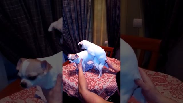 случка, чихуа смотреть онлайн