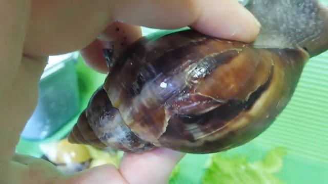 #АХАТИНАФУЛИКА ХЕМЕЛИ ВАР. РОДАЦИЯ СТАНДАРТ , АЛЬБИНО БОДИ #МАРИМИСТИКПИТОМНИК#КУПЛЮУЛИТКУПРОДАЮ смотреть онлайн